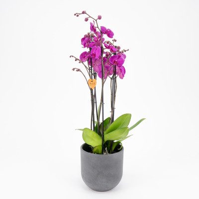 Comprar Phalaenopsis deluxe Barcelona