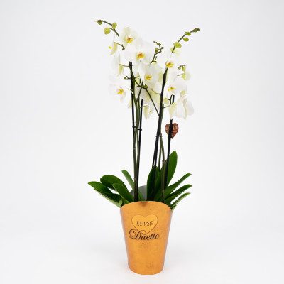 Comprar Phalaenopsis deluxe Barcelona