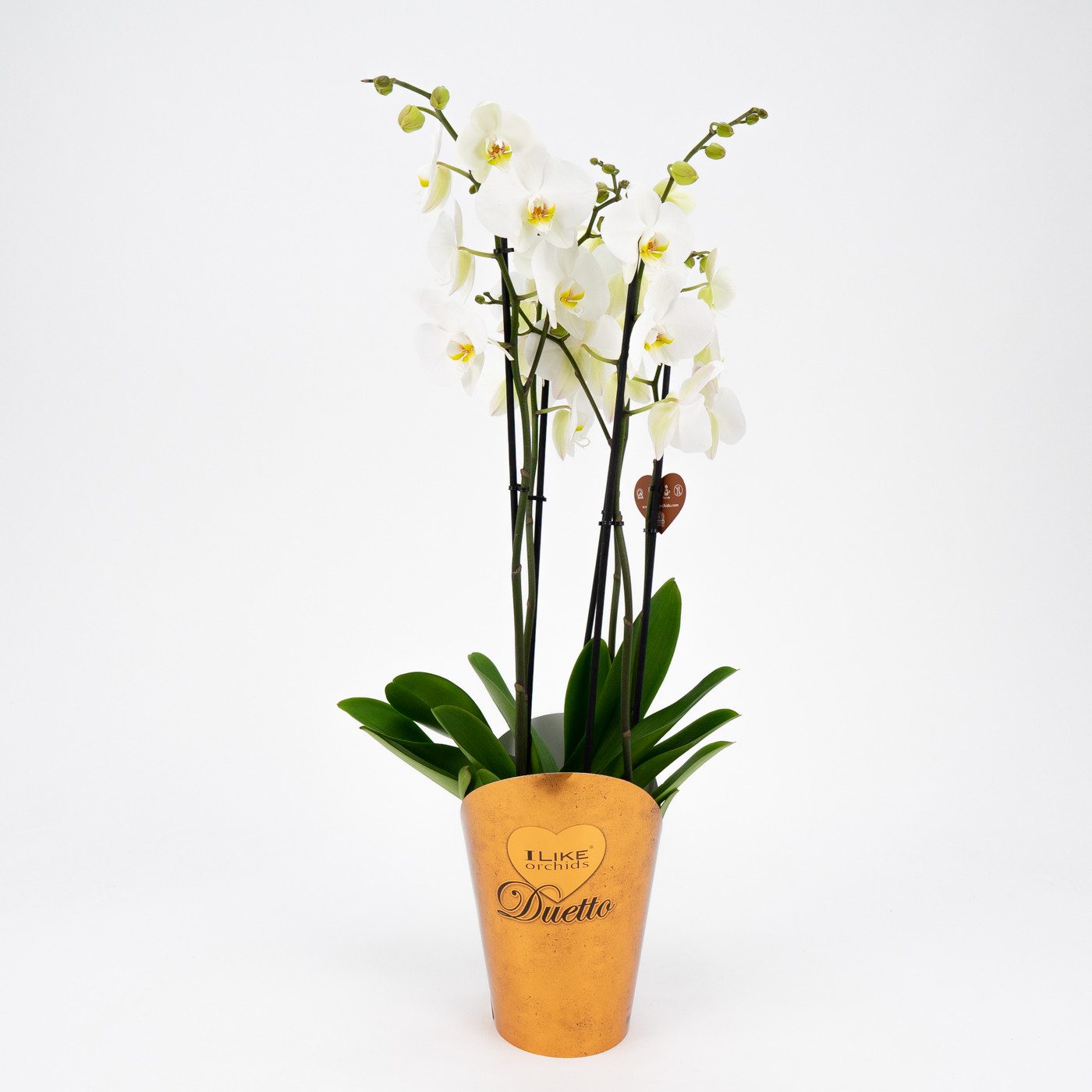 Comprar Phalaenopsis deluxe Barcelona
