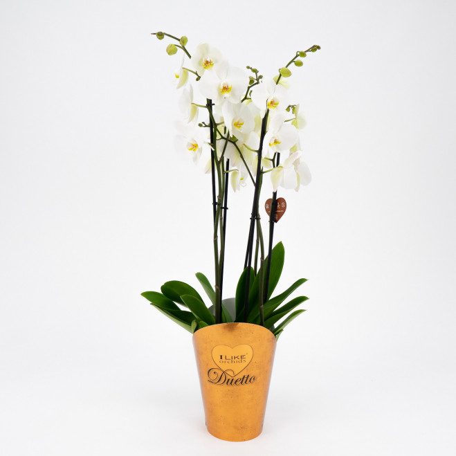 Comprar Phalaenopsis deluxe Barcelona