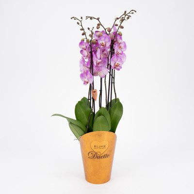 Comprar Phalaenopsis deluxe Barcelona