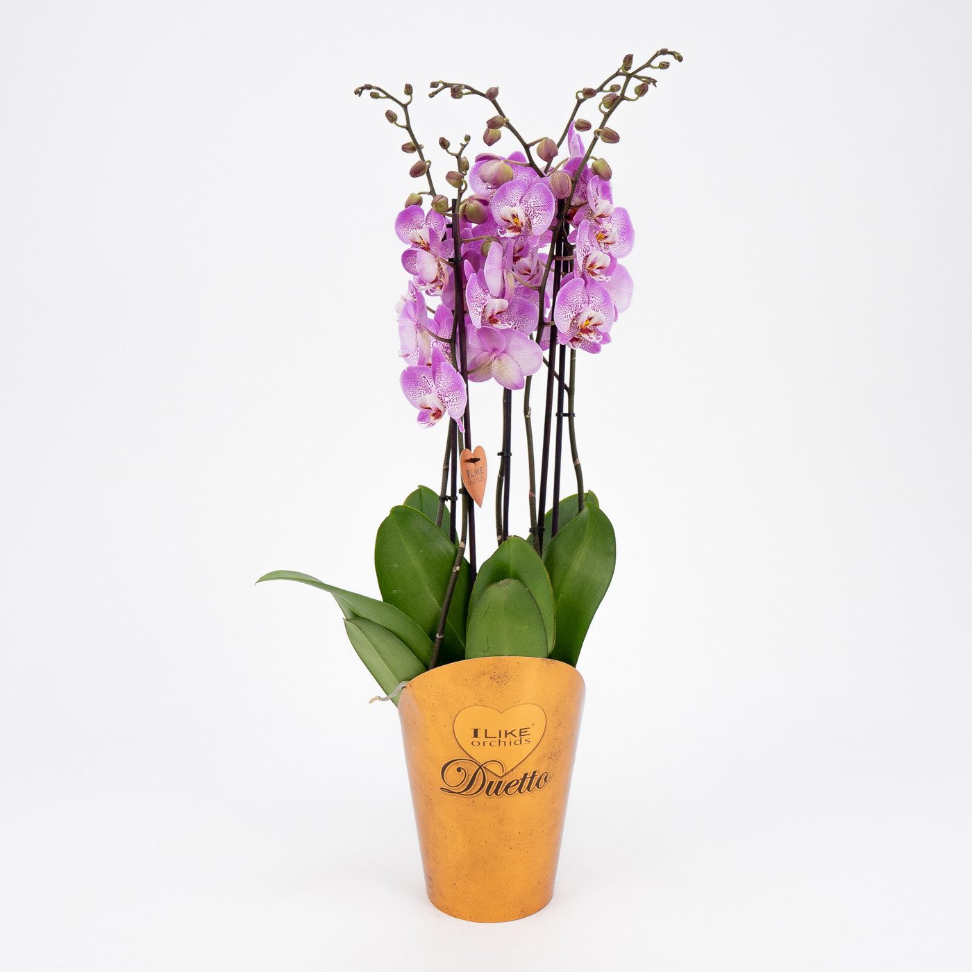 Comprar Phalaenopsis deluxe Barcelona