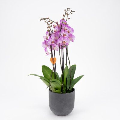 Comprar Phalaenopsis deluxe Barcelona