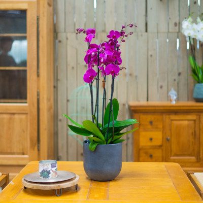 Comprar Phalaenopsis deluxe Barcelona