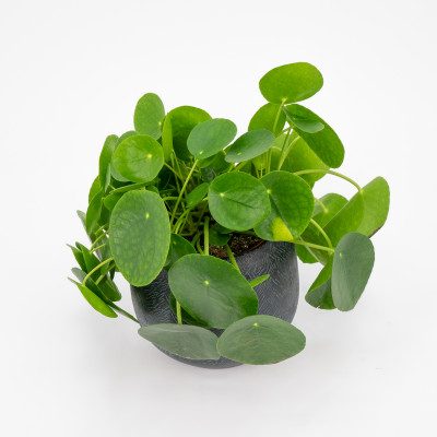 Comprar Pilea Barcelona