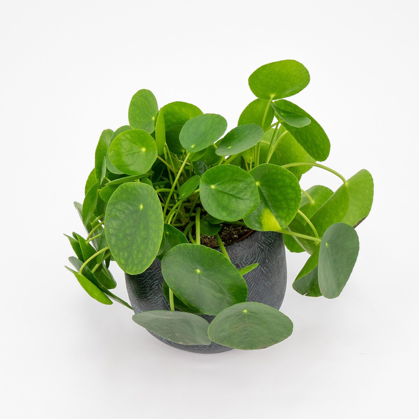 Comprar Pilea Barcelona