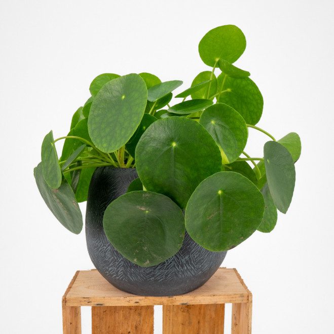 Comprar Pilea Barcelona Comprar Pilea Barcelona
