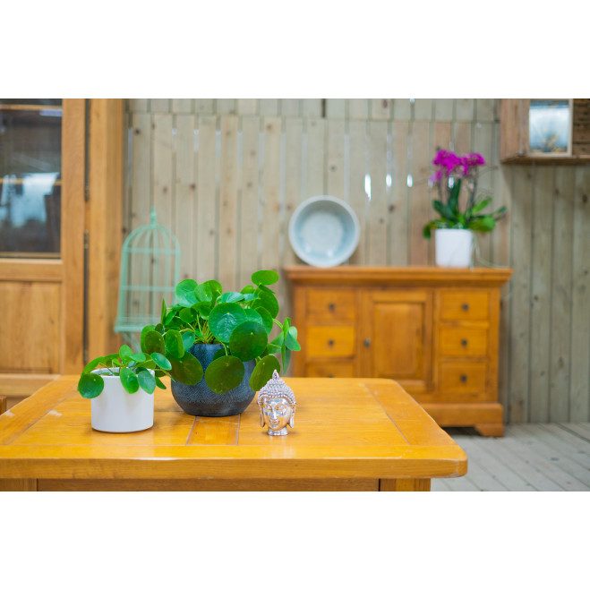 Comprar Pilea Barcelona Comprar Pilea Barcelona