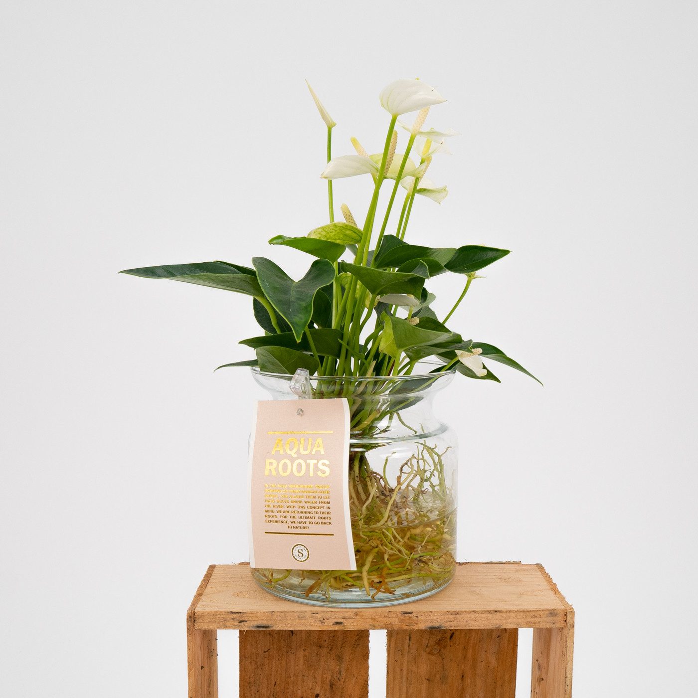 Comprar Anthurium acuático Barcelona