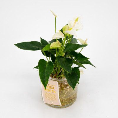 Comprar Anthurium acuático Barcelona