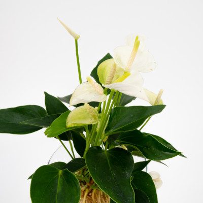 Comprar Anthurium acuático Barcelona