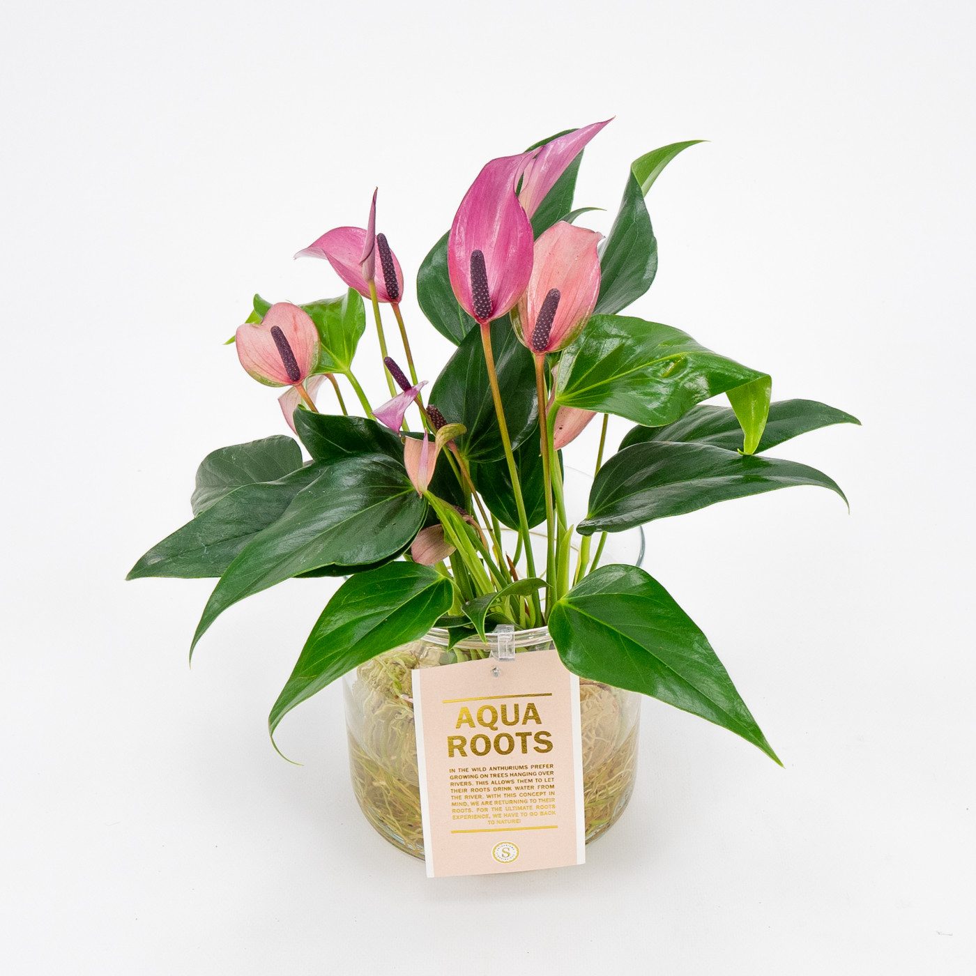 Comprar Anthurium acuático Barcelona