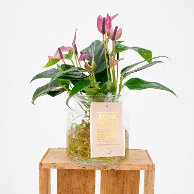 Comprar Anthurium acuático Barcelona