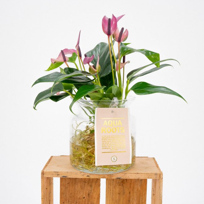 Comprar Anthurium acuático Barcelona Comprar Anthurium acuático Barcelona