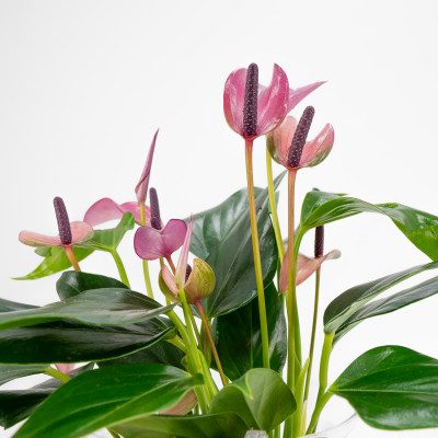 Comprar Anthurium acuático Barcelona