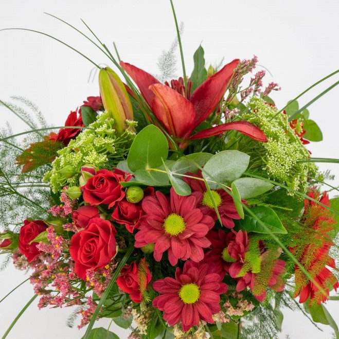 Comprar Minigerro silvestre tons vermells Barcelona