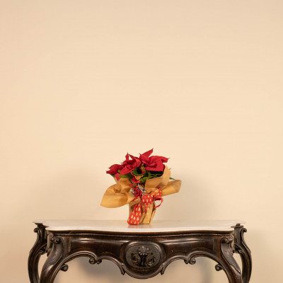 Comprar Poinsettia standard decorada Barcelona