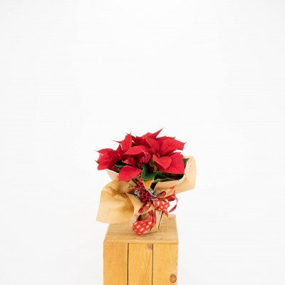 Comprar Poinsettia standard decorada Barcelona