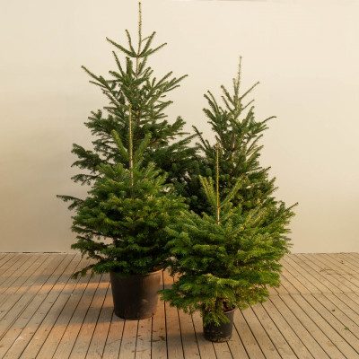 Comprar Abetos Naturales sin raíz Barcelona