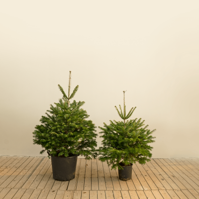 Comprar Abetos Naturales sin raíz Barcelona