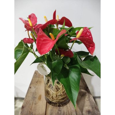 Comprar Anthurium VF Barcelona