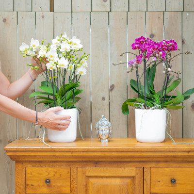 Comprar Mini phalaenopsis cerámica Barcelona