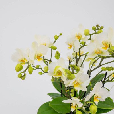 Comprar Mini phalaenopsis cerámica Barcelona