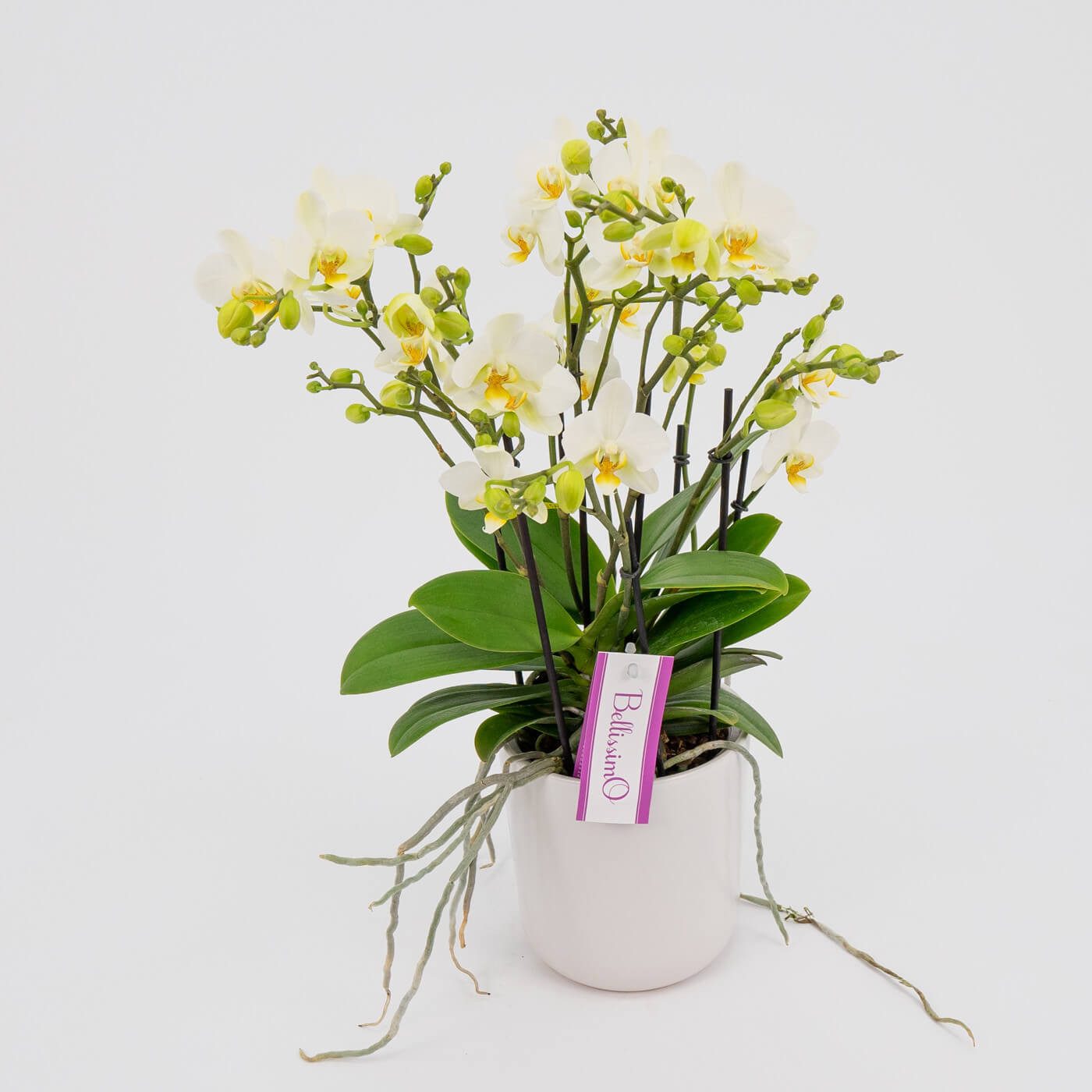 Comprar Mini phalaenopsis cerámica Barcelona