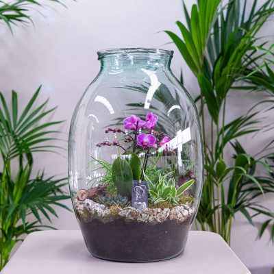 Comprar Jarrón con phaleanopsis y crasas Barcelona