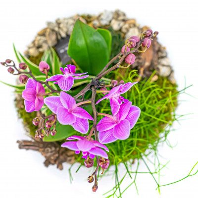 Comprar Jarrón con phaleanopsis y crasas Barcelona