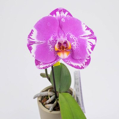 Comprar Phalaenopsis XXL 1 flor Barcelona