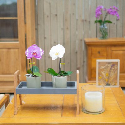 Comprar Phalaenopsis XXL 1 flor Barcelona