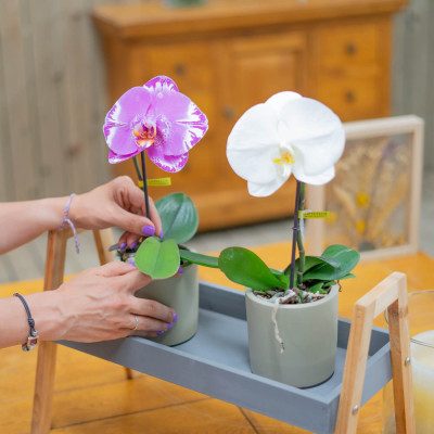 Comprar Phalaenopsis XXL 1 flor Barcelona