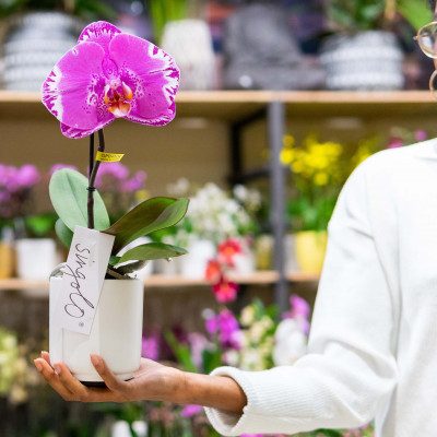 Comprar Phalaenopsis XXL 1 flor Barcelona