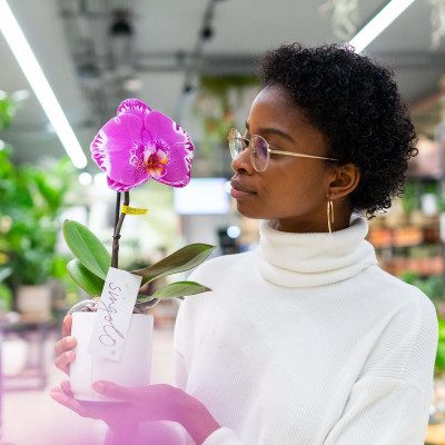 Comprar Phalaenopsis XXL 1 flor Barcelona