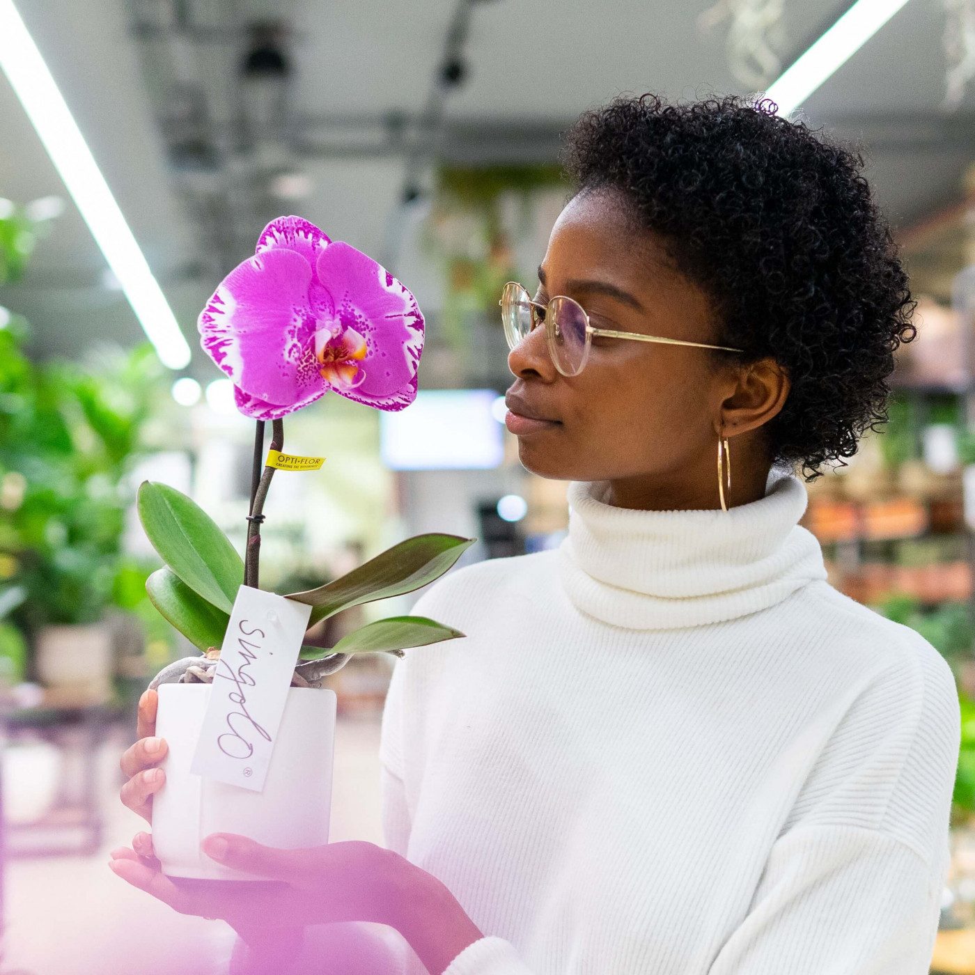 Comprar Phalaenopsis XXL 1 flor Barcelona
