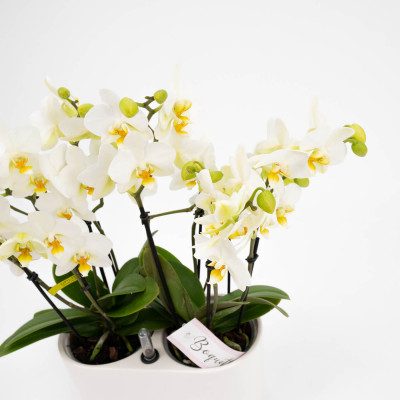 Comprar Mini phaleanopsis doble en ceràmica Barcelona