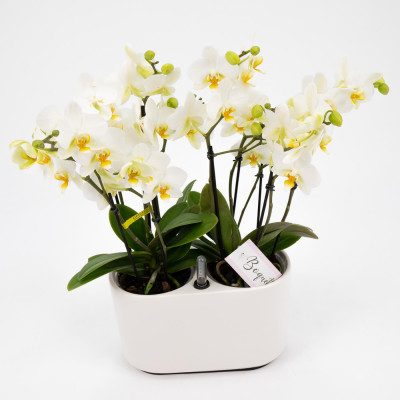 Comprar Mini phaleanopsis doble en ceràmica Barcelona
