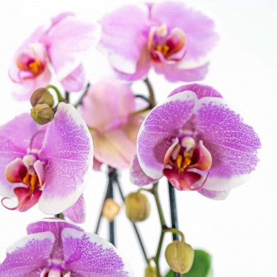 Comprar Phaleanopsis cascada en ceràmica Barcelona