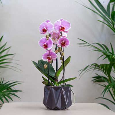 Comprar Phaleanopsis cascada en ceràmica Barcelona