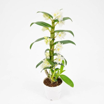 Comprar Dendrobium Barcelona