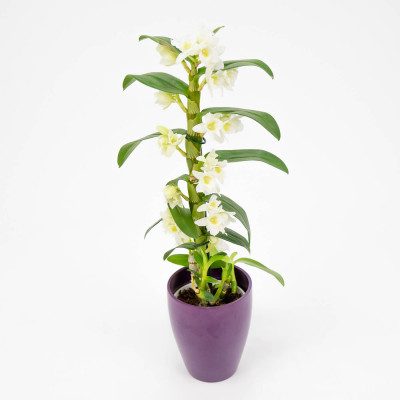 Comprar Dendrobium Barcelona