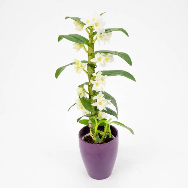 Comprar Dendrobium Barcelona Comprar Dendrobium Barcelona