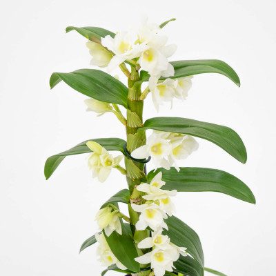 Comprar Dendrobium Barcelona
