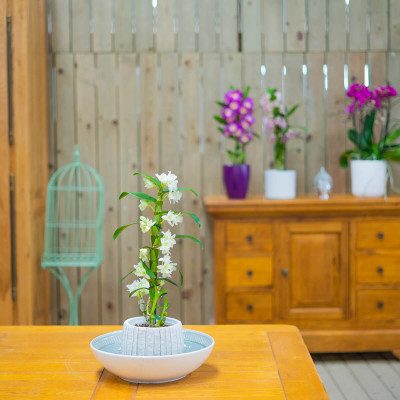 Comprar Dendrobium Barcelona