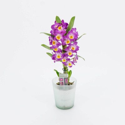 Comprar Dendrobium Barcelona