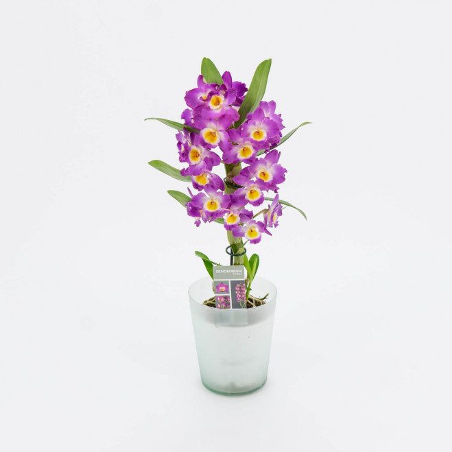 Comprar Dendrobium Barcelona Comprar Dendrobium Barcelona