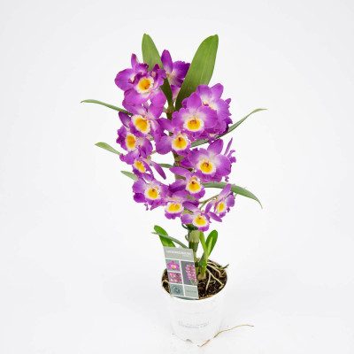 Comprar Dendrobium Barcelona