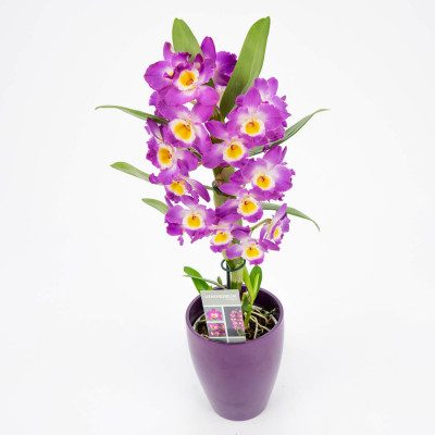 Comprar Dendrobium Barcelona
