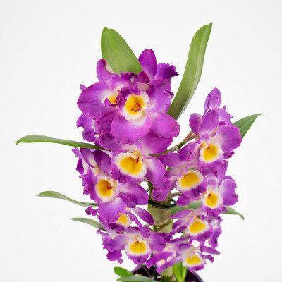 Comprar Dendrobium Barcelona